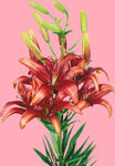 百合花
