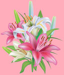 百合花