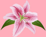百合花