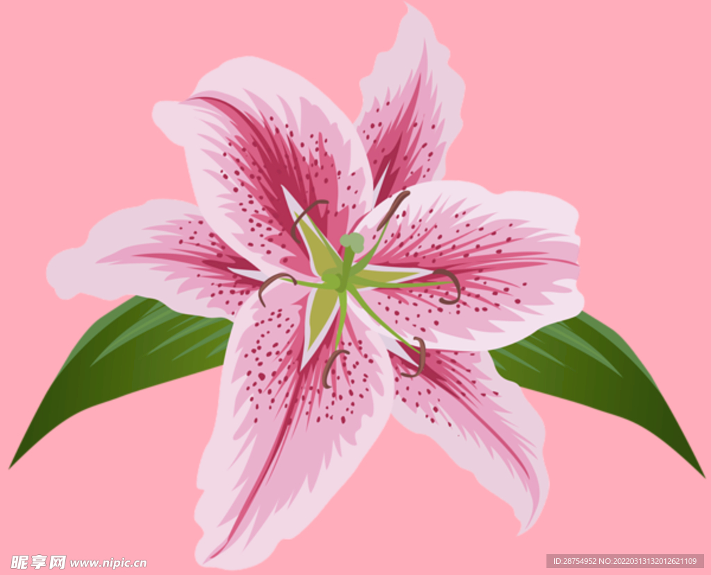 百合花