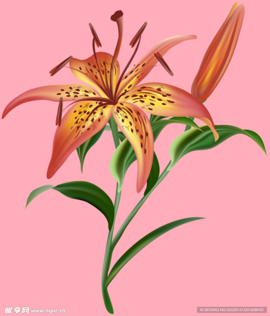 百合花