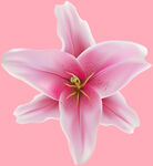 百合花