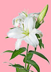 百合花