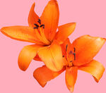 百合花