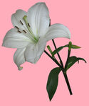百合花