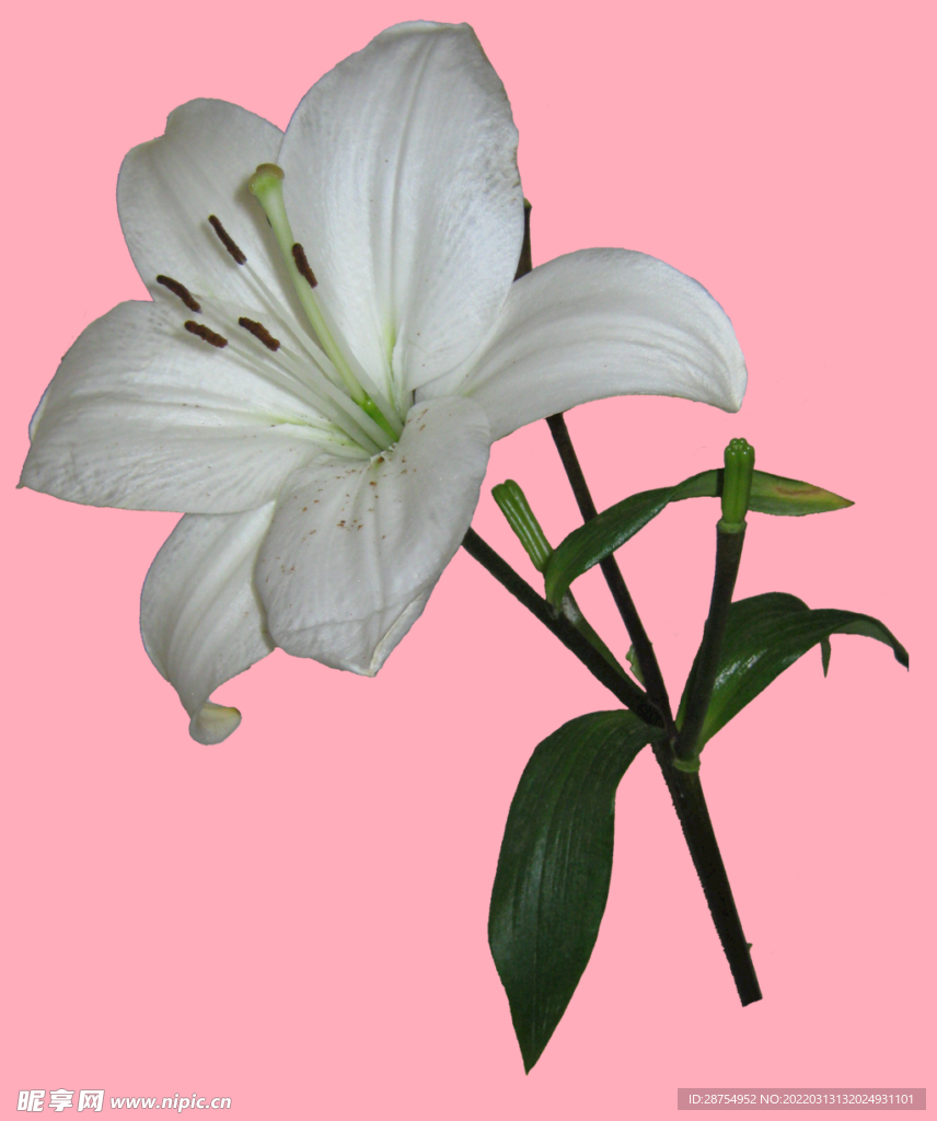 百合花