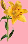 百合花