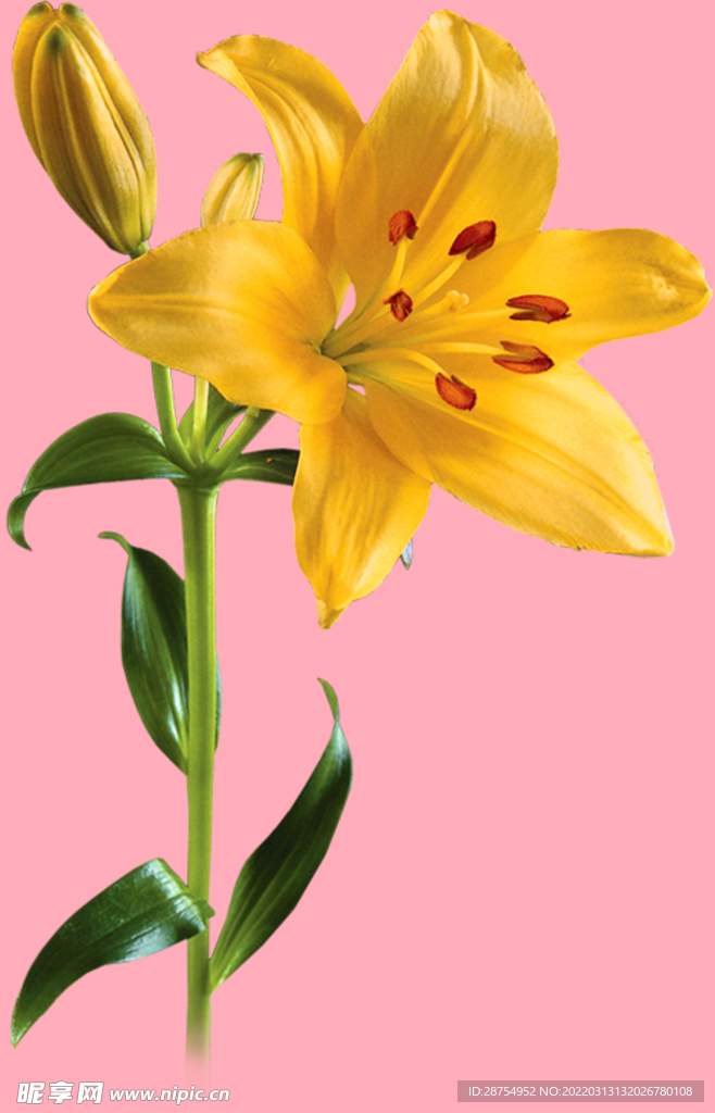 百合花