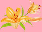 百合花