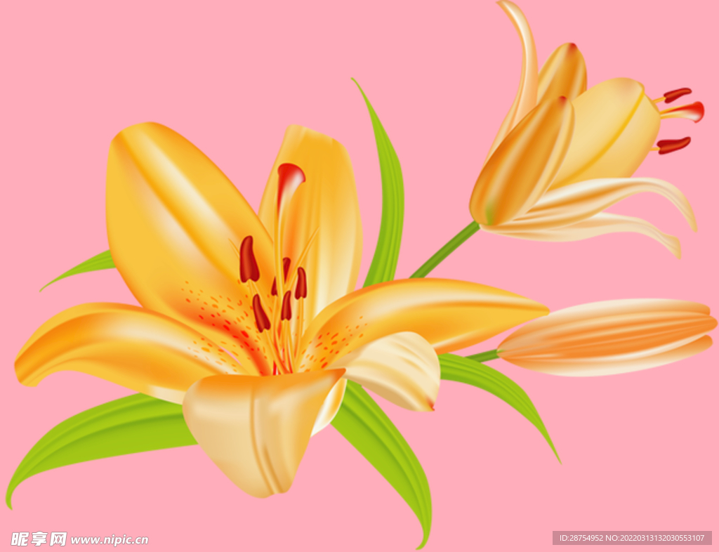 百合花