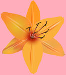 百合花