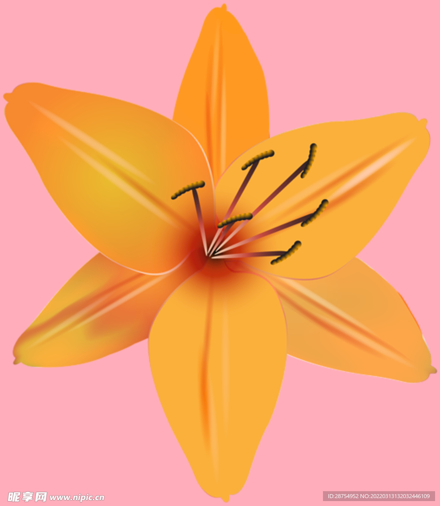 百合花