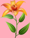 百合花 
