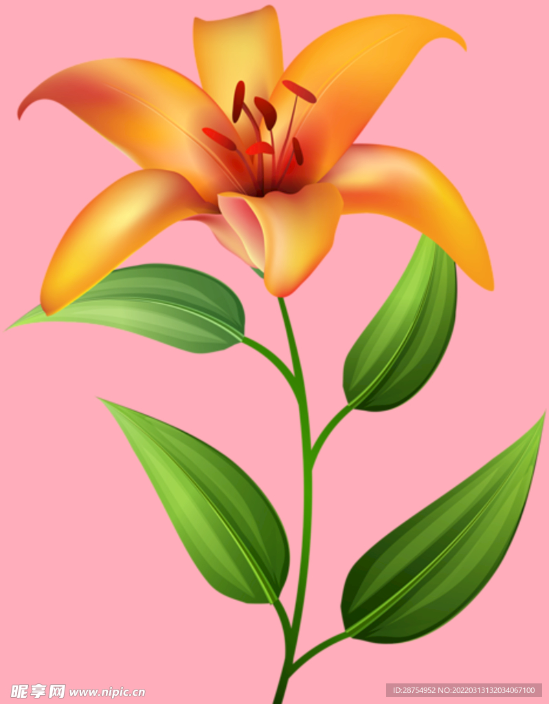百合花 