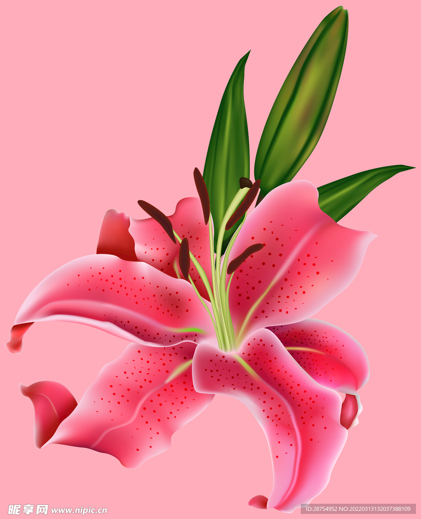 百合花