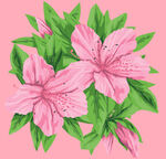 百合花