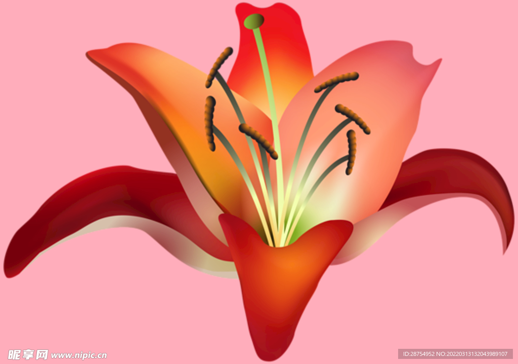 百合花