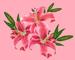 百合花