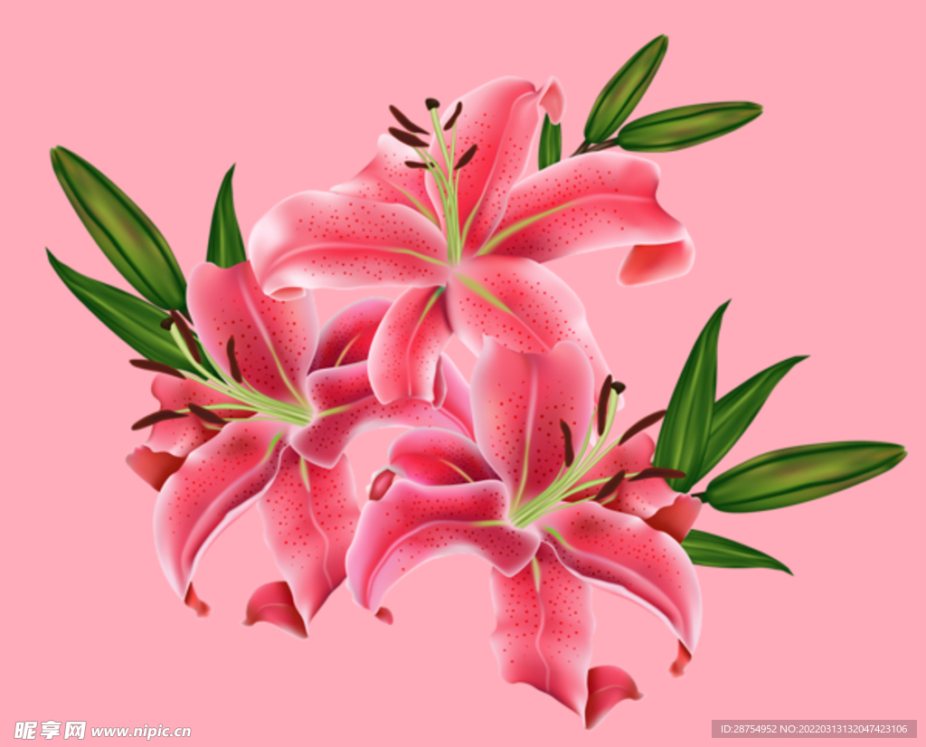 百合花