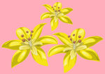 百合花