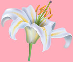 百合花