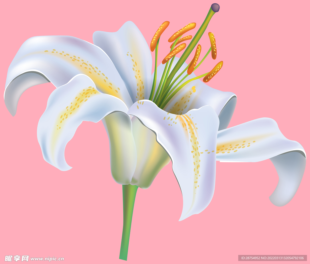 百合花