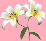 百合花