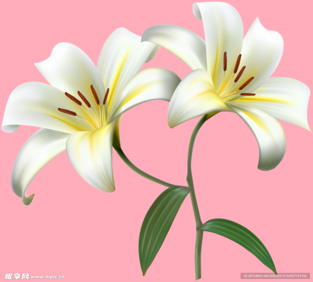 百合花