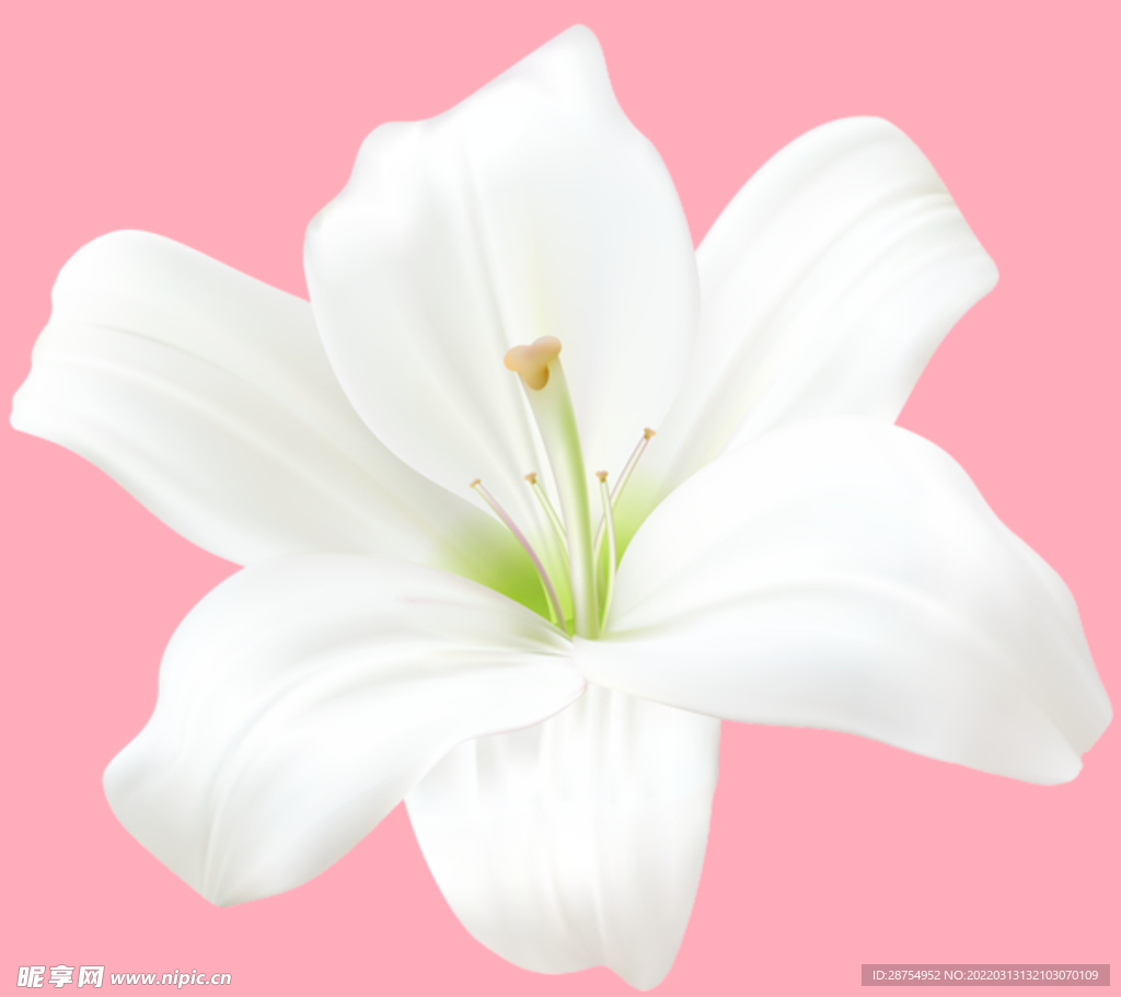 百合花