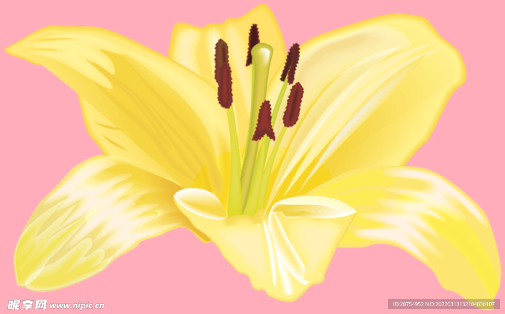 百合花