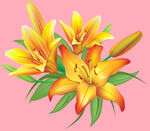 百合花