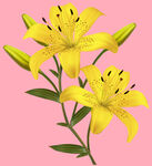 百合花