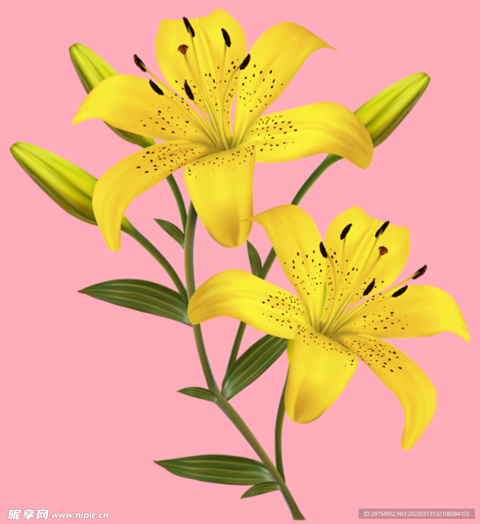 百合花