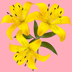 百合花