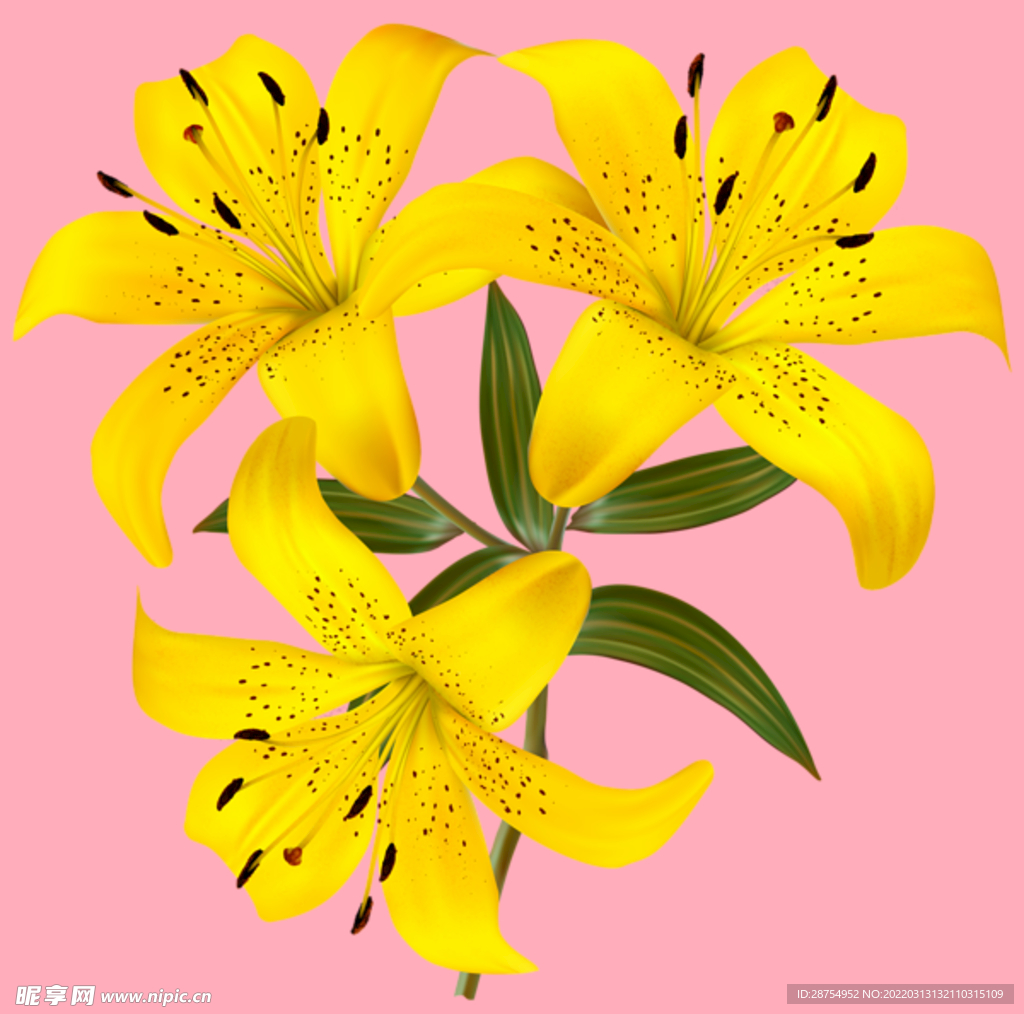 百合花