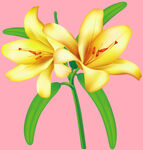 百合花