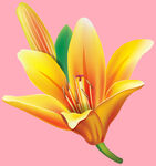 百合花