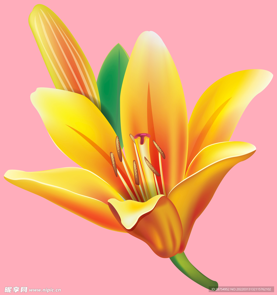 百合花