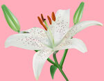 百合花