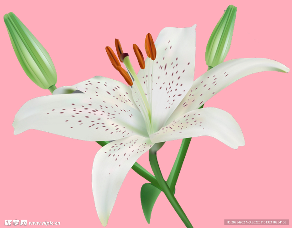 百合花