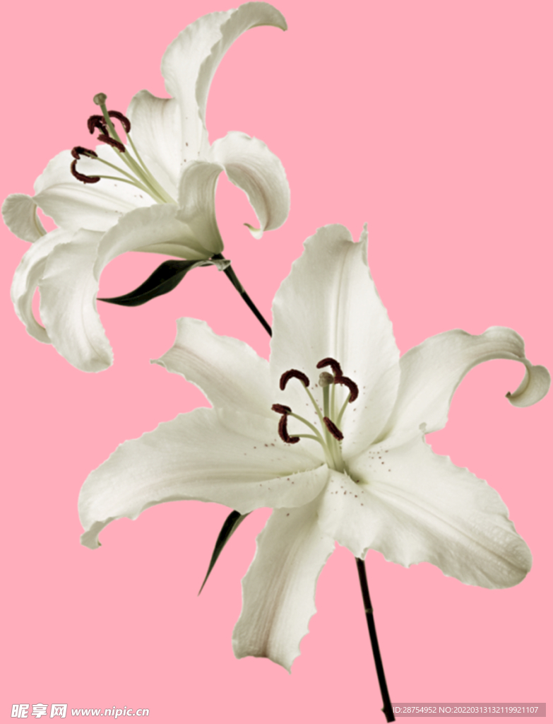 百合花
