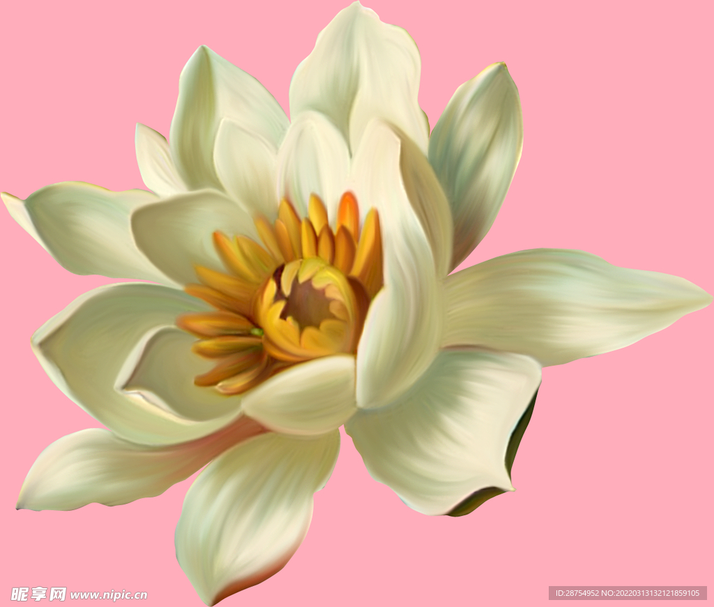荷花