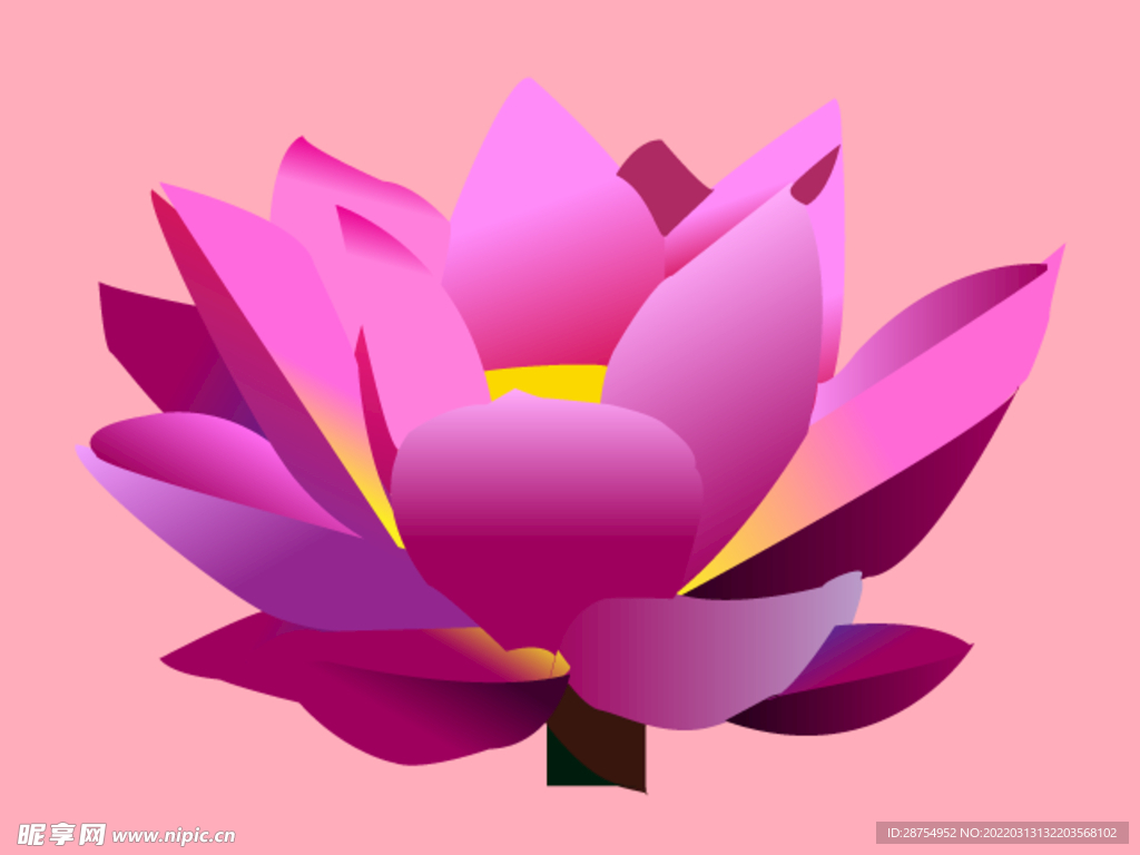 荷花