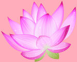 莲花