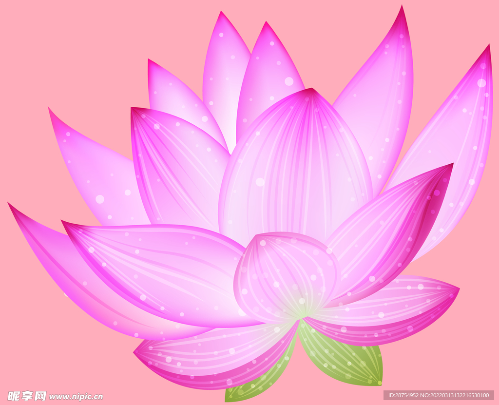 莲花