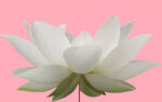 莲花