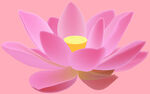 莲花