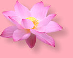 莲花