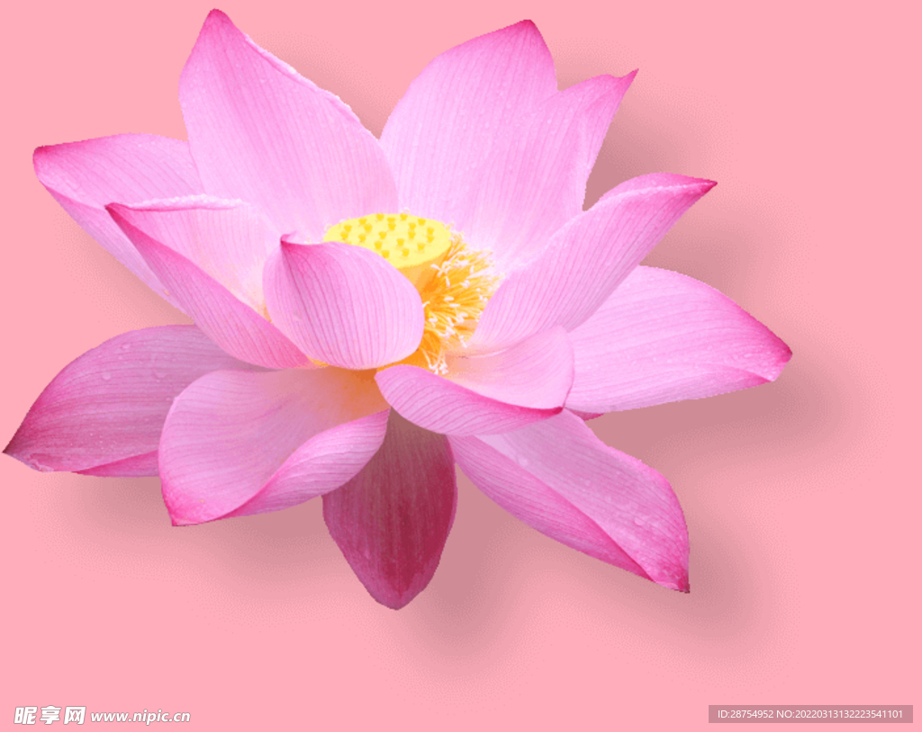 莲花