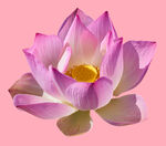 莲花